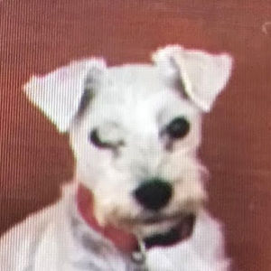 Meet your Posher, Witt